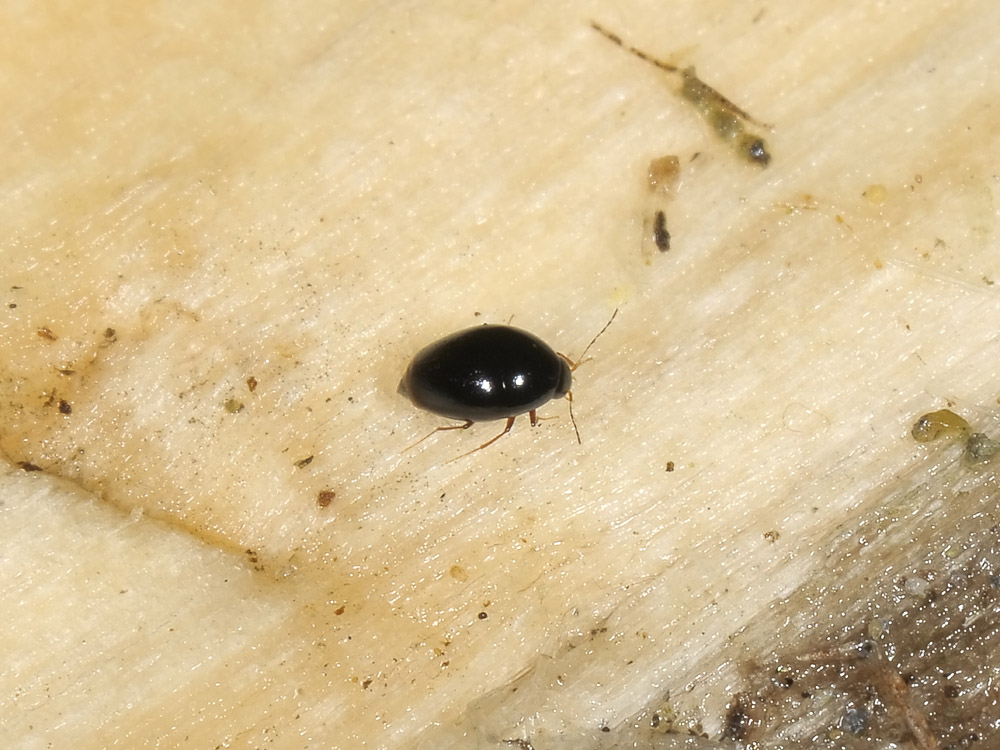 Scaphisoma agaricinum?